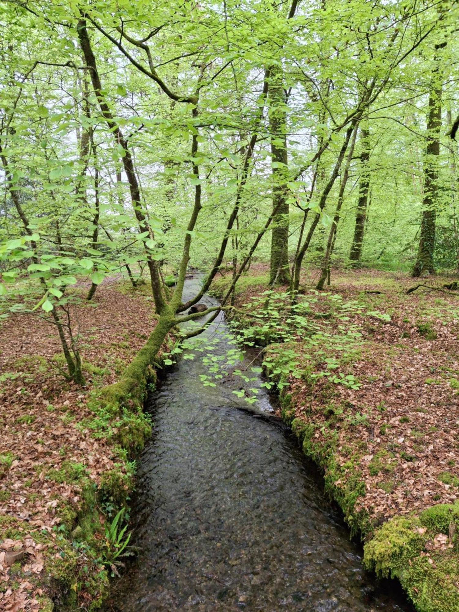L'Authentique Tonneau A Cidre D'Emma Villa Litteau Bagian luar foto